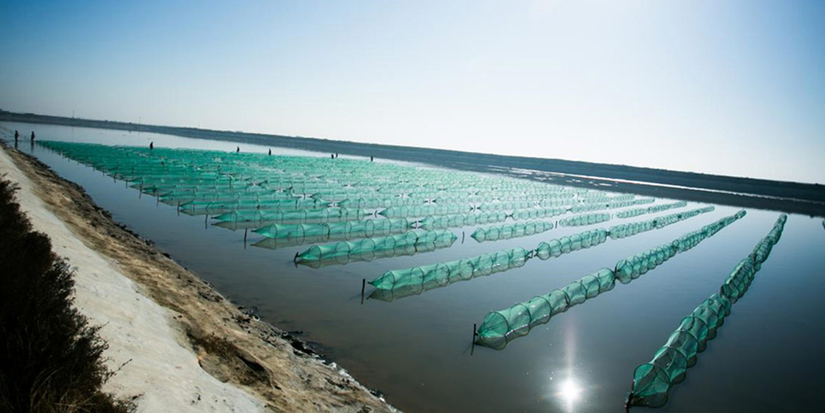 凌海市達(dá)蓮海珍品養(yǎng)殖有限責(zé)任公司發(fā)展歷程